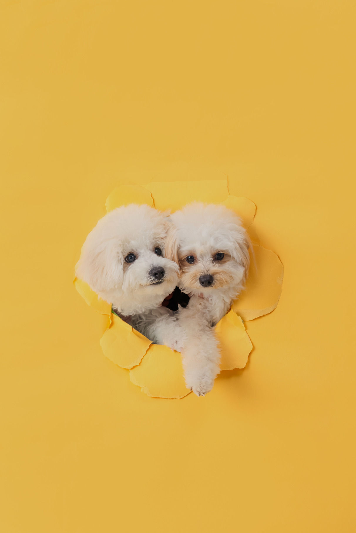 STUDIO fuku ANNIVERSARY IMAGE 8